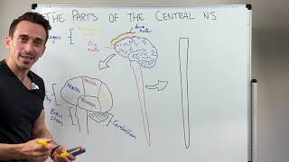 Overview of the Central Nervous System CNS [upl. by Sinaj]