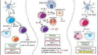 Helper T Cells [upl. by Dupre]