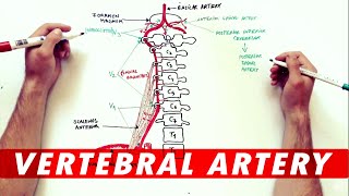 Anatomy Tutorial  The Vertebral Artery [upl. by Shushan933]