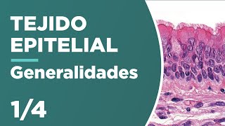 TEJIDO EPITELIAL 14 Generalidades 🔬 [upl. by Galitea564]