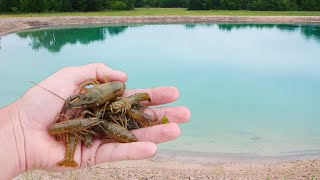 Catching Crawfish For My New Ponds [upl. by Hatty927]