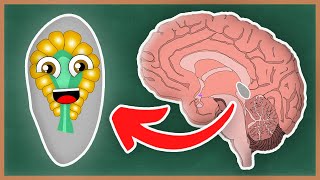 What Is The Pineal Gland and the Endocrine System  How The Human Body Works [upl. by Wyn]