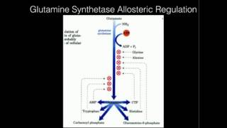 Glutamine Synthetase Allosteric Regulation [upl. by Ahpla594]