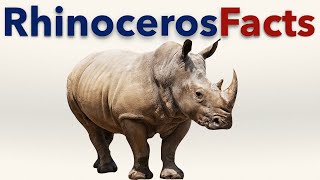 Rhinoceros Facts [upl. by Piotr920]