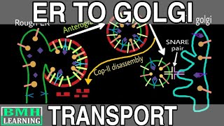 Protein Transport From ER To Golgi  COP I And COP II Vesicle Formation  Anterograde And Retrograde [upl. by Amej]