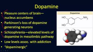 Neurotransmitters Overview [upl. by Wolbrom53]