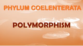 Polymorphism in Cnidarians [upl. by Angelia]