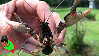 HOW TO CATCH CRAWFISH IN MY YARD [upl. by Einnig]