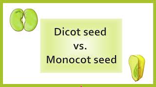 Difference between Dicot Seed and Monocot Seed  AL biology [upl. by Reivad]