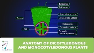 ANATOMY OF DICOTYLEDONOUS AND MONOCOTYLEDONOUS PLANTS [upl. by Ytsirc]