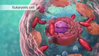 Biology Cell Structure I Nucleus Medical Media [upl. by Berkeley]