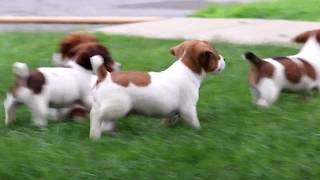 Jack Russell Puppies for Sale [upl. by Urbani]