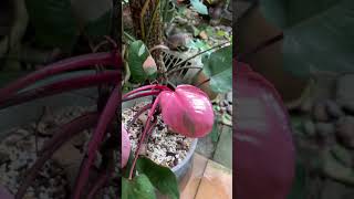 Philodendron Pink Princess [upl. by Retsub]