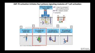 Lecture 4c T Cell Signaling  Activation [upl. by Ardella45]