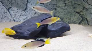 Cyprichromis leptosoma yellow head Kekese F1 [upl. by Htidirem]