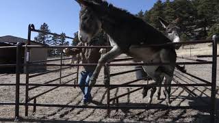 Phase 1 Gentling  Training Wild Burros [upl. by Anol35]