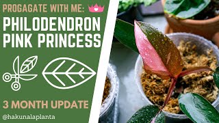 How to Propagate a Philodendron Pink Princess 3 Month Propagation Update  MORE PINK [upl. by Mouldon495]