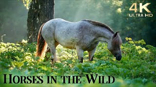 Relax with Horses in the Wild  4K Beautiful Wild Horses with Ambient Guitar Music [upl. by Atoiganap]