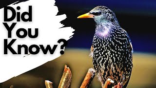 Things you need to know about STARLINGS [upl. by Aihsot]