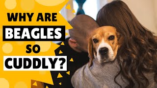 Why do Beagles Love to Cuddle us [upl. by Noelle]