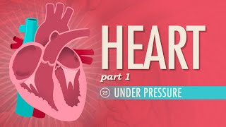 The Heart Part 1  Under Pressure Crash Course Anatomy amp Physiology 25 [upl. by Neeliak]