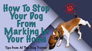 How To Stop Your Dog From Marking In Your Home  Tips From Al The Dog Trainer [upl. by Anua]