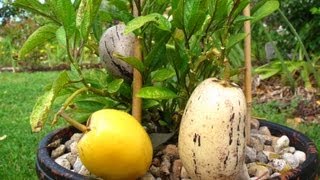 How to grow Pepino fruit from Seeds amp from Cuttings [upl. by Atrim]