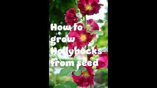 How to grow hollyhocks from seed [upl. by Adelle557]