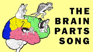 Parts of the Brain Song [upl. by Vic675]