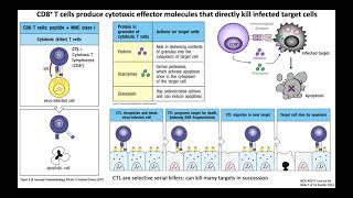 Lecture 4d T Cell Function [upl. by Yessak]