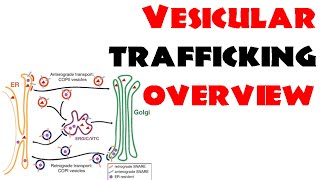 Vesicle trafficking  vesicle transport in cell [upl. by Rigby]