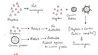 Haptens and Adjuvants  Bio science [upl. by Macdonald68]