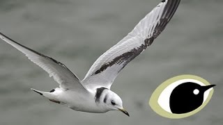 BTO Bird ID  Kittiwake and Other Small Gulls [upl. by Dragde482]