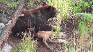 Bear eats elk calf alive  RAW uncut version  Yellowstone National Park [upl. by Rockey]