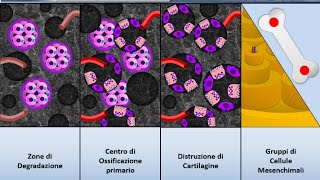 Istologia 30  Osso  Ossificazione indiretta [upl. by Airtemed788]