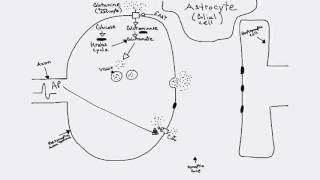 Glutamatergic Synapse [upl. by Eleen824]