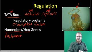 Prokaryotic and Eukaryotic Gene Regulation [upl. by Chrystel431]