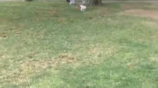 Off leash Dog runs up to leash reactive dog  Real Life Dog Training [upl. by Indnahc782]