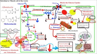 Pharmacology of ANTIHELMINTHICS AnthelminticsPart 1Albendazole and Mebendazole [upl. by Iinden]