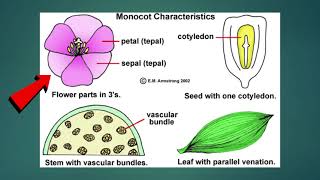 Science  Grade 6 Monocotyledons and Dicotyledons [upl. by Ragse]