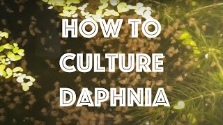 How To Culture Daphnia Magna [upl. by Aynatan]