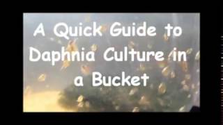 How to culture daphnia outside [upl. by Berry]