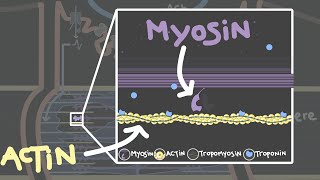 Crossbridge cycle  Skeletal muscle contraction [upl. by Gridley]