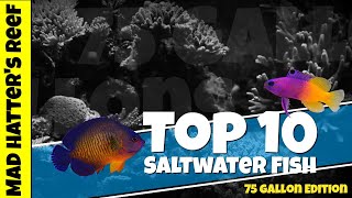 Top 10 Saltwater Fish for a 75 gallon Reef Tank [upl. by Assilac]