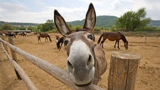 Qué Pasa Con Los Burros l Mini Documental [upl. by Dorca346]