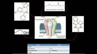 GABA Biosynthesis and Catabolism [upl. by Durer932]