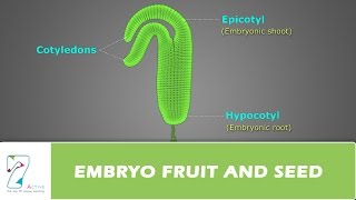 EMBRYO FRUIT AND SEED [upl. by Yedsnil]