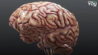 Visualizing the Human Brain [upl. by Nyleek]