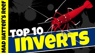 Top 10 Reef Tank Invertebrates [upl. by Engracia296]