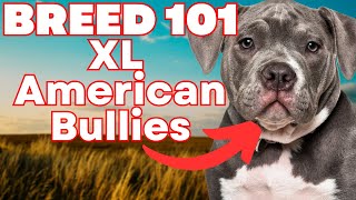 XL American Bully 101 EVERYTHING YOU NEED TO KNOW About XL American Bully Puppies [upl. by Leinoto742]